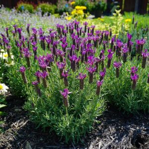 LAVANDULA STOECHAS `PRIMAVERA`