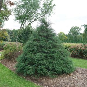 CHAMAECYPARIS LAWSONIANA `HAYWIRE`