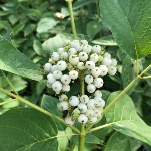CORNUS STOLONIFERA `ARCTIC FIRE YELLOW`
