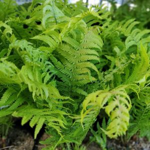 MATTEUCCIA STRUTHIOPTERIS