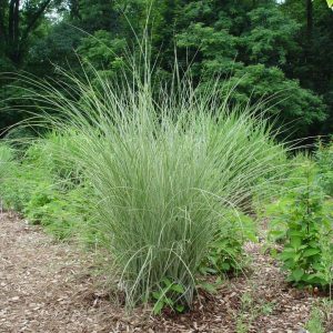 MISCANTHUS SINENSIS `MORNING LIGHT`
