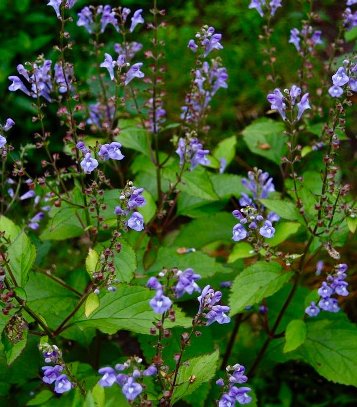 SCUTELLARIA `APPALACHIAN BLUES`