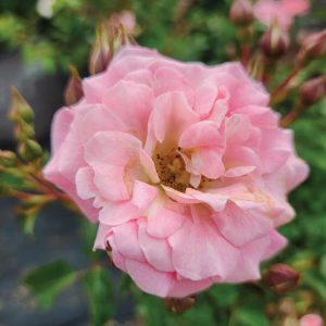ROSA `DRIFT BLUSHING`