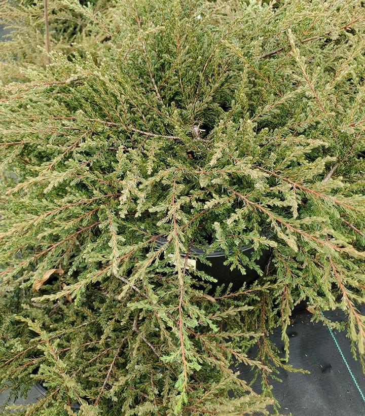JUNIPERUS COMMUNIS `ALPINE CARPET`