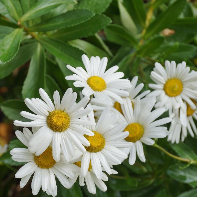 NIPPONANTHEMUM NIPPONICUM