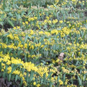 SOLIDAGO CAESIA
