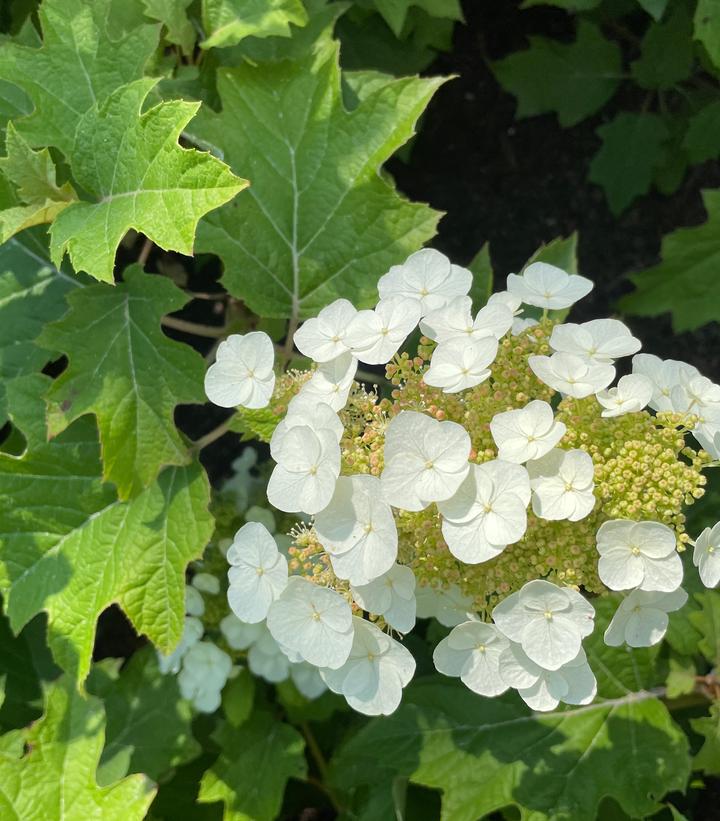 HYDRANGEA QUE. `TOY SOLDIER` - Sugarloaf Gardens
