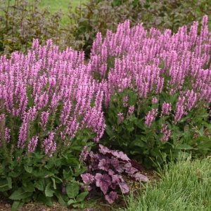 SALVIA COLOR SPIRES `BACK TO THE FUCHSIA`