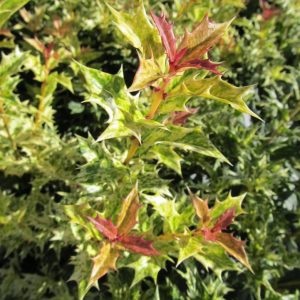 OSMANTHUS HETEROPHYLLUS `GOSHIKI`
