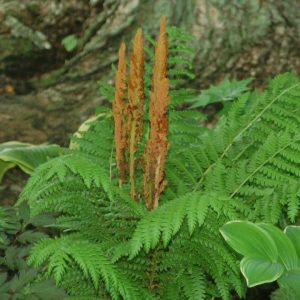OSMUNDA CINNAMOMEA/CINNAMON FERN