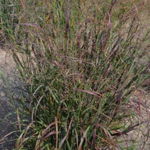PANICUM VIRGATUM `RED FLAME`