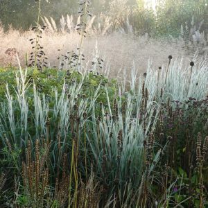 SCHIZACHYRIUM SCOPARIUM `HA HA TONKA`