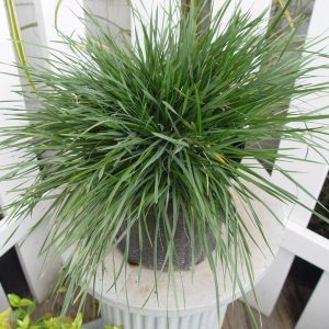 DESCHAMPSIA CESPITOSA `GOLDTAU`