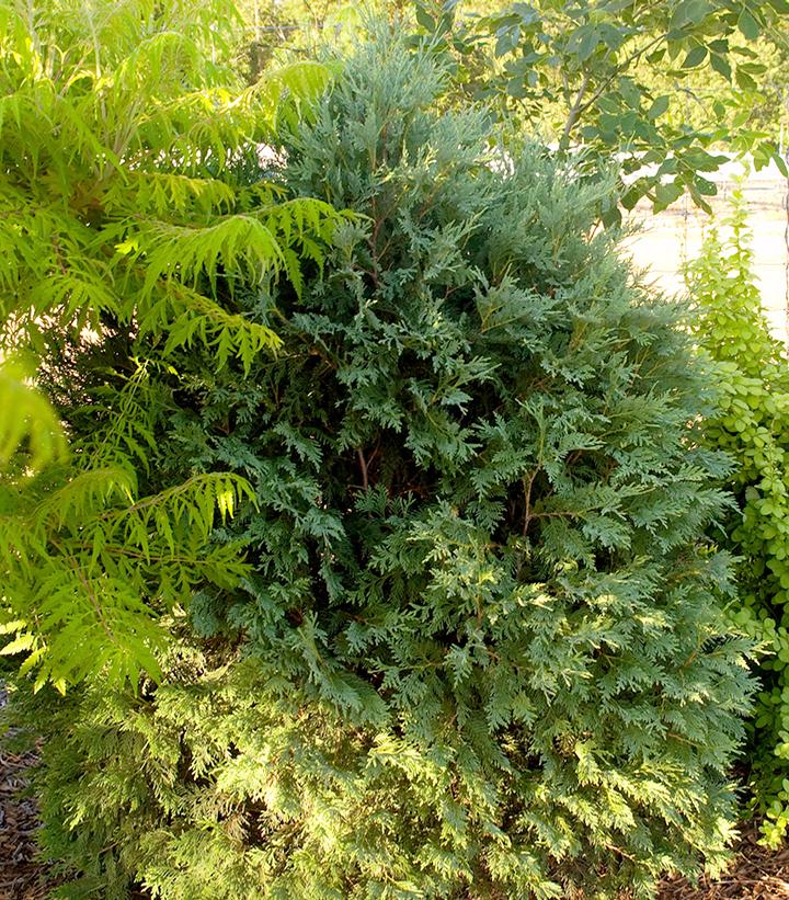 THUJA OCCIDENTALIS `TECHNITO`