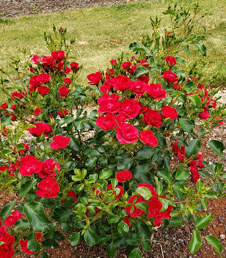 ROSA `FLOWER CARPET MINI CHERRY`