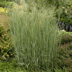 PANICUM VIRGATUM `HEAVY METAL`