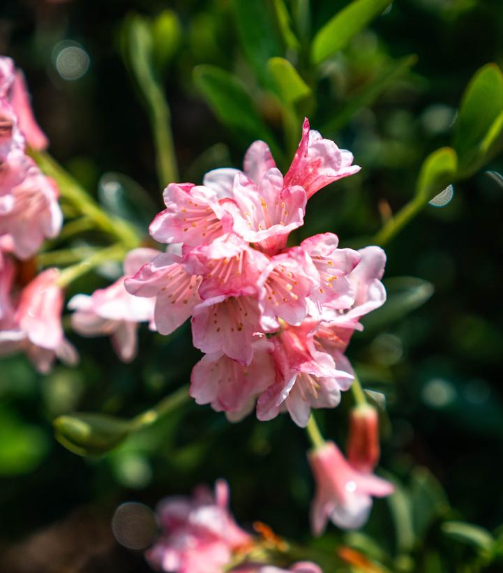 RHODODENDRON MICRANTHA `BLOOMBUX MAGENTA`