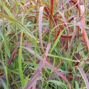 PANICUM VIRGATUM `RUBY RIBBONS`