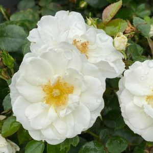 ROSA `OSO EASY ICE BAY`