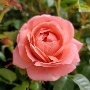 ROSA `ORANGE GLOW KNOCK OUT`