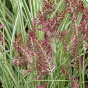 PENNISETUM ORIENTALE `KARLEY ROSE`