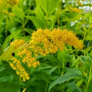 SOLIDAGO RUGOSA