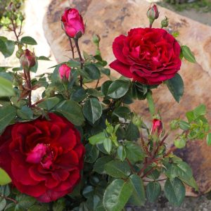 ROSA `TRUE SPIRIT`