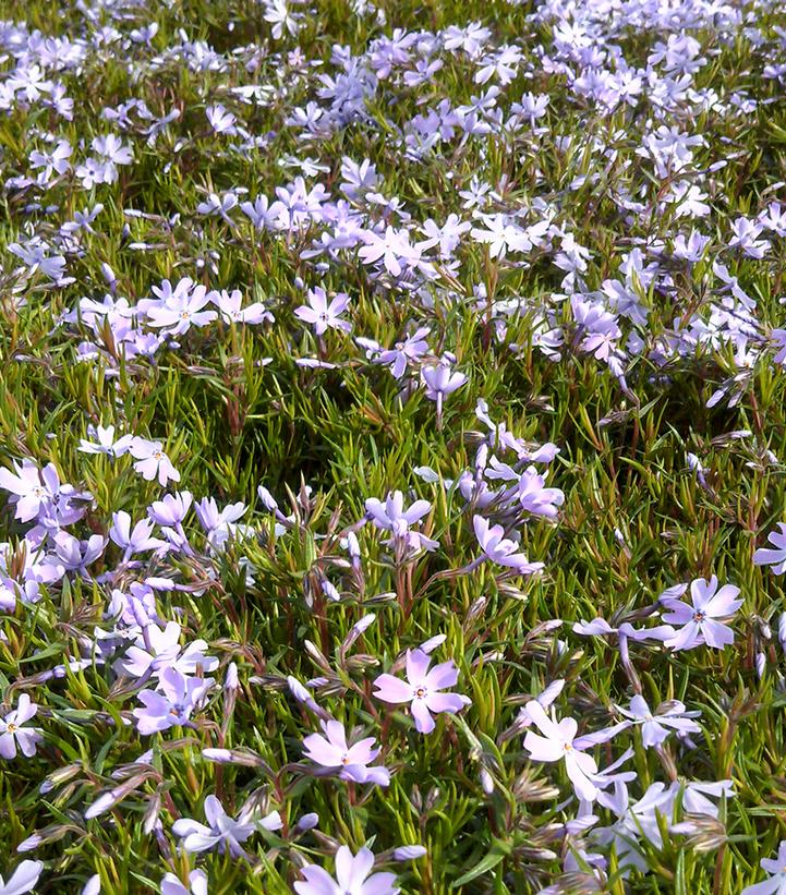 PHLOX SUBULATA `EMERALD BLUE`