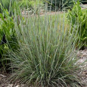 SCHIZACHYRIUM S. PRAIRIE WINDS `BRUSH STROKES`