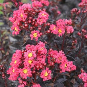 LAGERSTROEMIA INDICA CENTER STAGE `PINK`