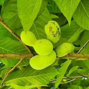 ASIMINA TRILOBA (PAW PAW)