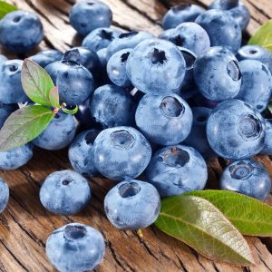 VACCINIUM CORYMBOSUM `BLUECROP`