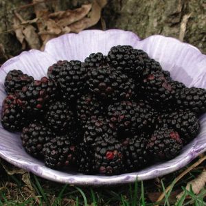 RUBUS `CHESTER`