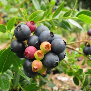 VACCINIUM `BERRY BUX` (BLUEBERRY GLAZE)