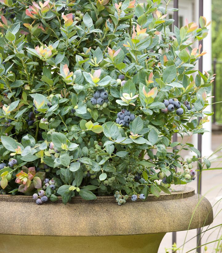 VACCINIUM `PINK ICING`