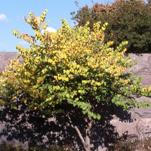 CERCIS CANADENSIS