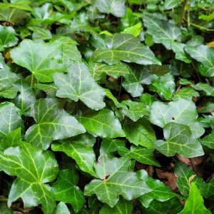 HEDERA HELIX