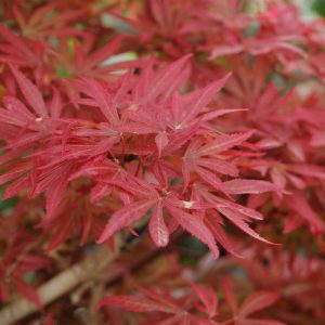 ACER PALMATUM `SHAINA`