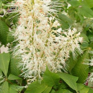 AESCULUS PARVIFLORA