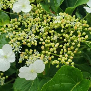 HYDRANGEA ANOMALA PETIOLARIS