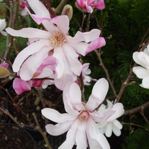 MAGNOLIA X LOEBNERI `LEONARD MESSEL`