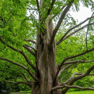 METASEQUOIA GLYPTOSTROBOIDES