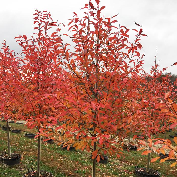 black gum tree