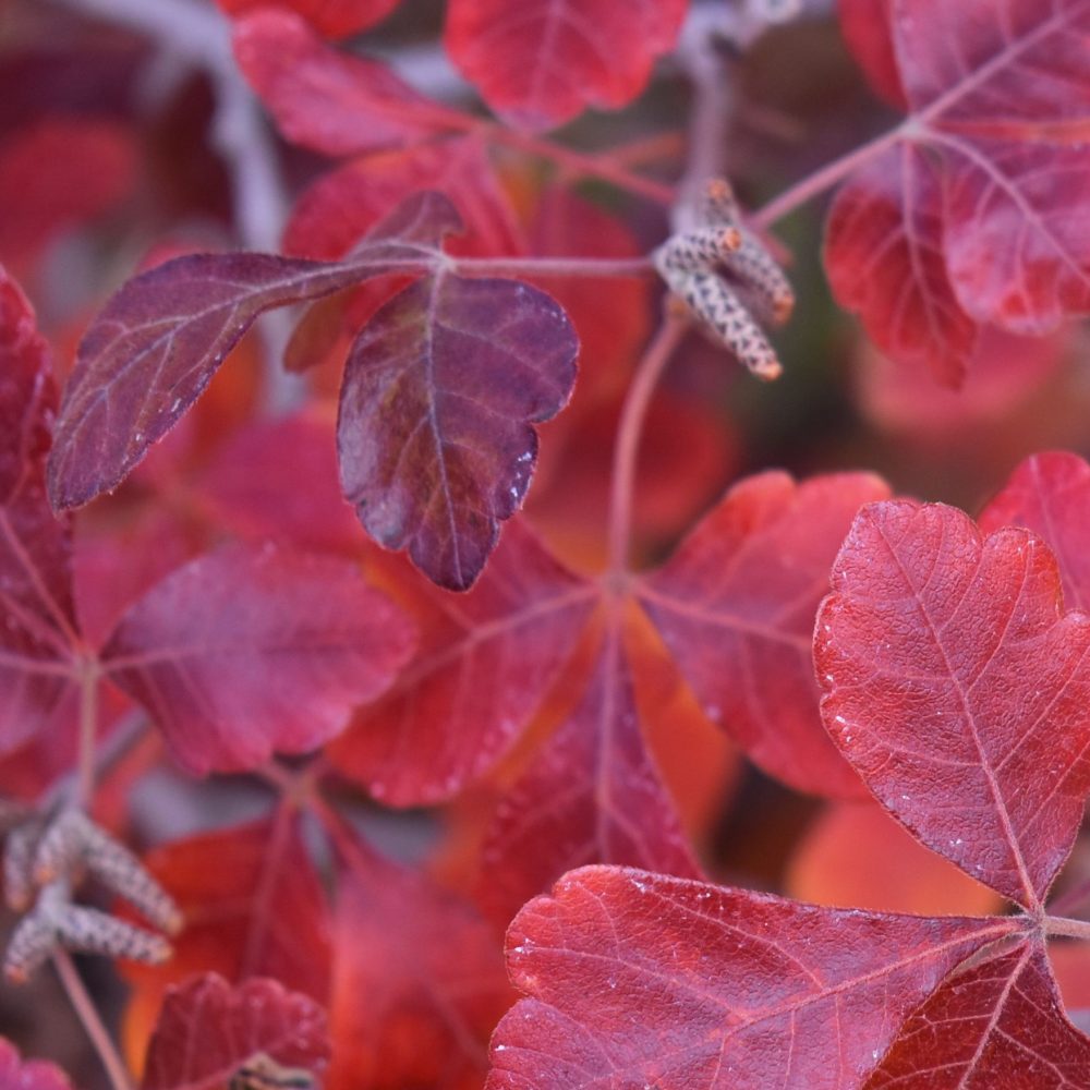 gro lo sumac