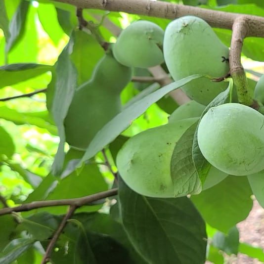 paw paw tree fruit