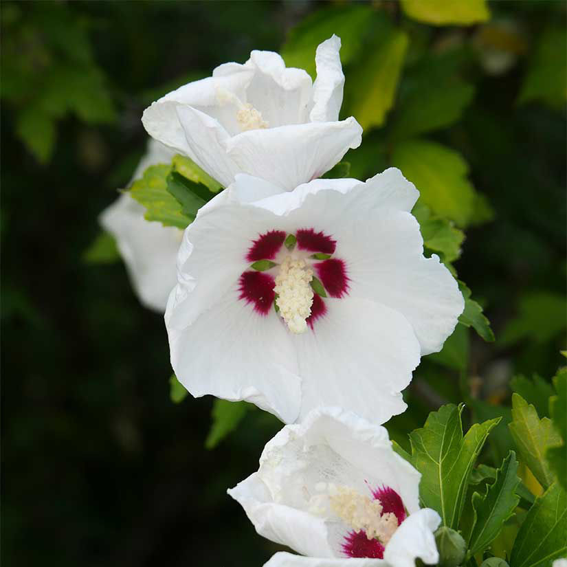 rose of sharon hibiscus