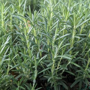 ROSMARINUS OFFICINALIS `ARP` - ARP ROSEMARY