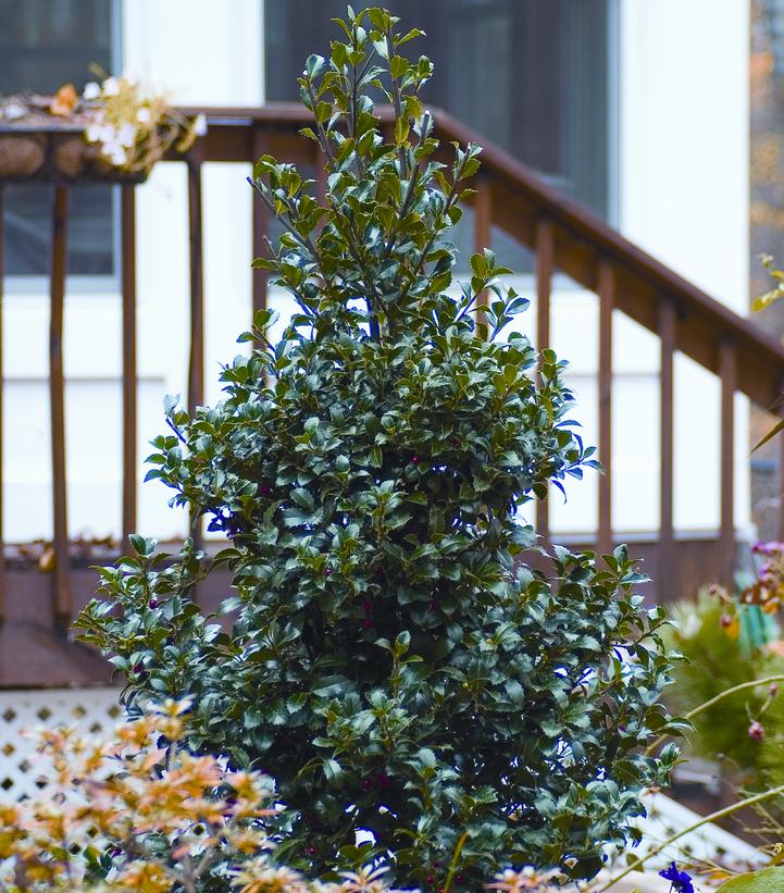 ILEX X MESERVEAE `CASTLE SPIRE`