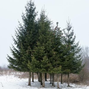 PICEA ABIES