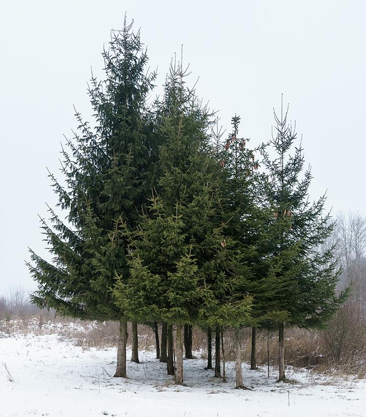 PICEA ABIES